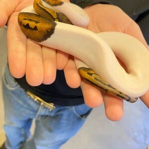 Meet your Posher, Natalie